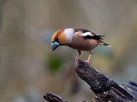 Coccothraustes coccothraustes 80, Appelvink, Saxifraga-Bart Vastenhouw
