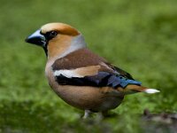 Appelvink  appelvink in de Haspel : Coccothraustes coccothraustes