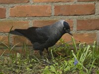 Coloeus monedula 26, Kauw, Saxifraga-Willem van Kruijsbergen