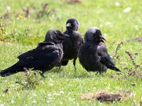 Coloeus monedula 86, Kauw, Saxifraga-Bart Vastenhouw