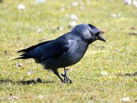 Coloeus monedula 87, Kauw, Saxifraga-Bart Vastenhouw
