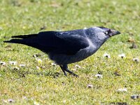 Coloeus monedula 90, Kauw, Saxifraga-Bart Vastenhouw