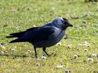 Coloeus monedula monedula 100, Noordse kauw, Saxifraga-Bart Vastenhouw
