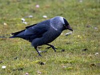 Coloeus monedula monedula 95, Noordse kauw, Saxifraga-Bart Vastenhouw