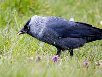 Coloeus monedula monedula 98, Noordse kauw, Saxifraga-Bart Vastenhouw