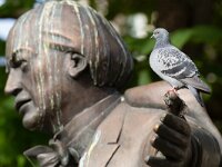 Columba llivia 13, Stadsduif, Saxifraga-Luc Hoogenstein