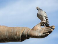 Columba llivia 15, Stadsduif, Saxifraga-Luc Hoogenstein