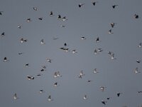 Columba palumbus 13, Houtduif, Saxifraga-Henk Sierdsema