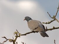 Columba palumbus  Houtduif in Putterpolder : Columba palumbus