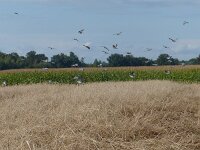 Columba palumbus 27, Houtduif, Saxifraga-Mark Zekhuis