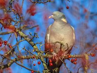 Wood pigeon feeding on berries  Wood pigeon (Columba palumbus) feeding on berries. Many resident birds forage on berry trees to survive winter. : Columba, Netherlands, animal, autumn, background, berries, berry, bird, blue, branch, camera, currant, dove, eating, europe, european, facing, fauna, feather, feeding, feist, feisty, field, forest, frontal, fruit, garden, green, looking, natural, nature, one, palumbus, park, perched, pigeon, pigeons, portrait, post, resting, sky, spring, summer, tree, uk, wild, wildlife, winter, wood, woodpigeon