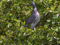 Columba palumbus 38, Houtduif, Saxifraga-Jan Nijendijk