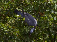 Columba palumbus 40, Houtduif, Saxifraga-Jan Nijendijk