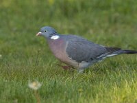Columba palumbus 66, Houtduif, Saxifraga-Mark Zekhuis