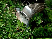 Columba palumbus 7, Houtduif, Saxifraga-Piet Munsterman