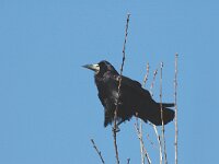 Corvus frugilegus 3, Roek, Saxifraga-Jan van der Straaten