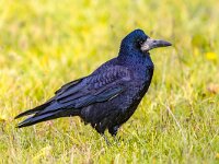 Portrait of Eurasian rook  Portrait of Eurasian rook (Corvus frugilegus). Black bird with bare base of bill walking in grass and looking for food. Widlife in nature. Netherlands. : Avian, Corvus, Netherlands, animal, beak, big, bird, birdwatching, black, black rook, carrion, city, clever, close-up, corone, corvid, corvus frugilegus, crow, dark, eurasian rook, europe, european, family, feather, frugilegus, grass, green, hooded, intelligent, largest, lawn, looking, nature, one, ornithology, outdoor, outdoors, park, raven, rook, rooks, shiny, smart, standing, summer, urban, wild, wildlife