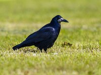 Rook in grassland  Rook (Corvus frugilegus) in grassland. It is a member of the family Corvidae in the passerine order of birds : Corvus, Netherlands, animal, aves, awe, background, beak, bird, birdwatching, black, blackbird, claw, close, crow, cute, dark, europe, fauna, feather, frugilegus, grass, green, intelligent, looking, natural, nature, one, ornithology, outdoors, perched, portrait, post, raven, rook, rooks, scary, scavenger, scene, scotland, shy, sinister, sky, smart, species, summer, uk, up, wild, wildlife