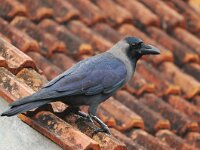 Corvus splendens 3, Huiskraai, Saxifraga-Tom Heijnen