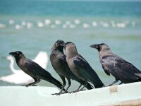 Corvus splendens 4, Huiskraai, Saxifraga-Tom Heijnen