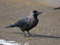 Corvus splendens 8, Huiskraai, Saxifraga-Bart Vastenhouw