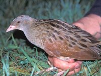 Crex crex 2, Kwartelkoning, Saxifraga-Mark Zekhuis