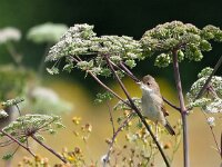Curruca communis 23, Grasmus, Saxifraga-Hans Dekker