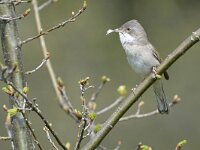 Curruca communis 29, Grasmus, Saxifraga-Tom Heijnen