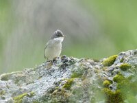 Curruca communis 30, Grasmus, Saxifraga-Tom Heijnen