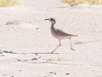 Cursorius cursor 14, Renvogel, Saxifraga-Bart Vastenhouw