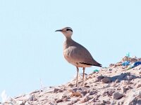 Cursorius cursor 9, Renvogel, Saxifraga-Bart Vastenhouw