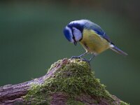 Pimpelmees  Pimpelmees Garderen : Parus caeruleus