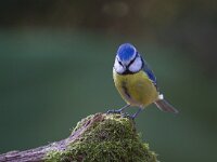 Pimpelmees  Pimpelmees Garderen : Parus caeruleus