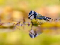 Blue tit in water yellow background  Blue tit (Cyanistes caeruleus) washing and splashing in water with yellow autumn colored background : Netherlands, abstract, adult, angle, animal, autumn, autumnal, background, beautiful, bird, blue, bright, caeruleus, color, colorful, concept, cute, cyanistes, fall, feather, floral, foliage, gold, head, leaf, lovely, low, moss, natural, nature, november, october, orange, parus, red, season, seasonal, september, side, splashing, tit, tree, vibrant, view, washing, water, wet, white, wildlife, yellow