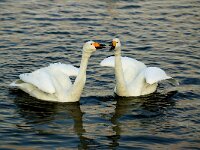 Cygnus cygnus 10, Wilde zwaan, display, Saxifraga-Piet Munsterman