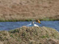 Cygnus cygnus 102, Wilde zwaan, Saxifraga-Jan Nijendijk