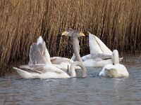 Cygnus cygnus 111, Wilde zwaan, Saxifraga-Bart Vastenhouw