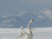 Cygnus cygnus 17, Wilde zwaan, Saxifraga-Piet Munsterman
