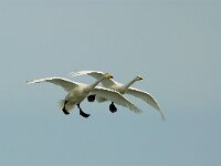 Cygnus cygnus 20, Wilde zwaan, Saxifraga-Piet Munsterman