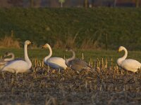 Cygnus cygnus 54, Wilde zwaan, Saxifraga-Mark Zekhuis