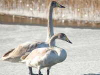 Cygnus cygnus 67, Wilde zwaan, Saxifraga-Bart Vastenhouw