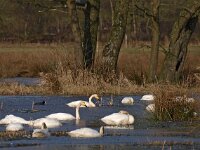 Cygnus cygnus 76, Wilde zwaan, Saxifraga-Hans Dekker