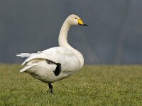 Cygnus cygnus 83, Wilde zwaan, Saxifraga-Ab H Baas