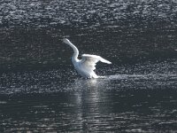 Cygnus cygnus 87, Wilde zwaan, Saxifraga-Willem van Kruijsbergen