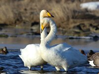 Cygnus cygnus 94, Wilde zwaan, Saxifraga-Bart Vastenhouw