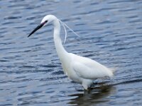 Egretta garzetta 102, Kleine zilverreiger, adult, Saxifraga-Theo Verstrael