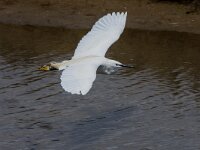 Egretta garzetta 103, Kleine zilverreiger, adult, Saxifraga-Theo Verstrael