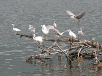 Egretta garzetta 105, Kleine zilverreiger, Saxifraga-Dirk Hilbers