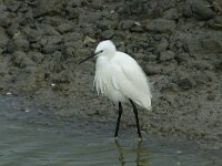 Egretta garzetta 107, Kleine zilverreiger, Saxifraga-Dirk Hilbers