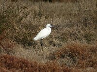 Egretta garzetta 108, Kleine zilverreiger, Saxifraga-Dirk Hilbers